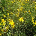 slender sunflower helianthus gracilentus mount laguna san diego 4482 21jul11