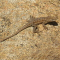 southern_alligator_lizard_elgaria_multicarinata_mount_laguna_san_diego_4490_21jul11.jpg