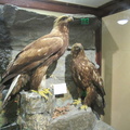 golden eagle 22nov14b