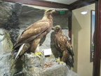golden eagle 22nov14b