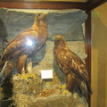 golden eagle 22nov14
