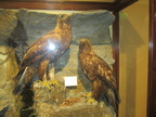 golden eagle 22nov14