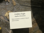golden eagle 22nov14c