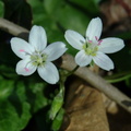 spring_beauty_claytonia_virginica_thaiss_park_trail_3386_21mar21zac.jpg