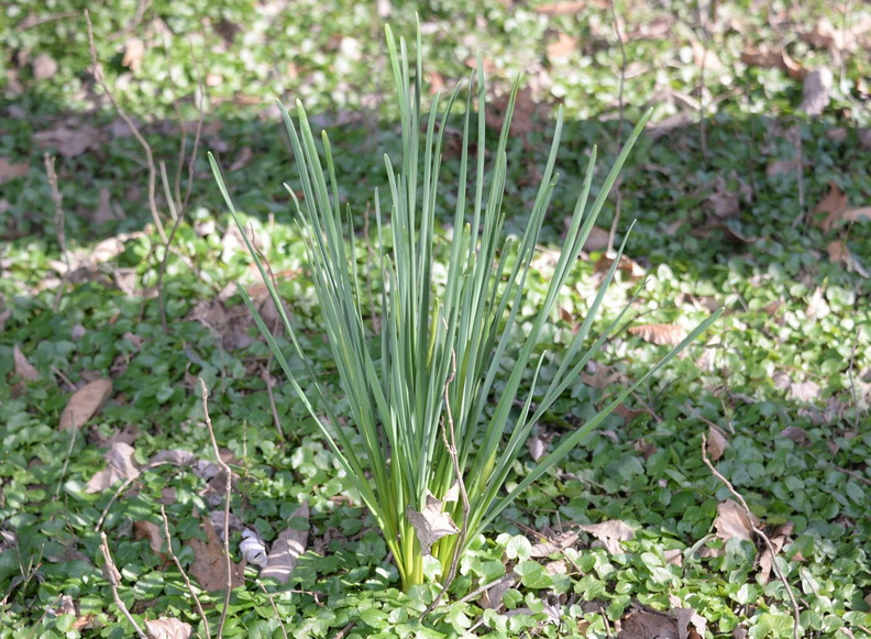 daffodil thaiss park trail 3449 21mar21