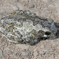 eastern spadefoot toad scaphiopus holbrookii cub run 3651 2apr21