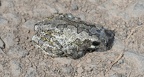 eastern spadefoot toad scaphiopus holbrookii cub run 3651 2apr21