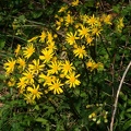 golden ragwort  packera aurea vienna 4632 11apr21zac