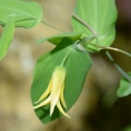 bellwort uvularia grandiflora george thompson 5014 4may21