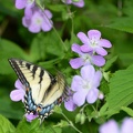 tiger_swallowtail_wild_geranium_george_thompson_5012_4may21.jpg