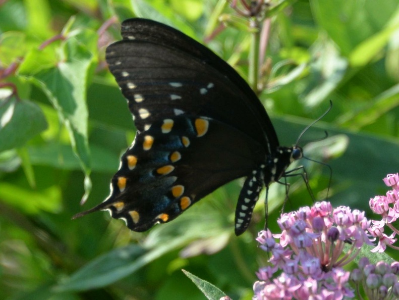 black_swallowtail_25jul15a.jpg