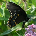black swallowtail 25jul15a
