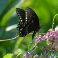 black swallowtail 25jul15b