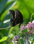 black swallowtail 25jul15b