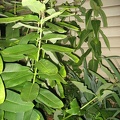 common milkweed 27aug11