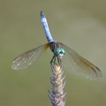 dragonfly_25jul15.jpg