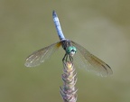 dragonfly 25jul15