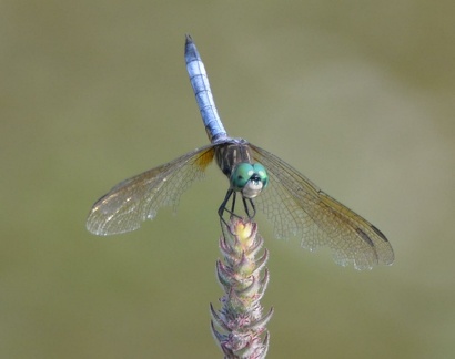 dragonfly 25jul15