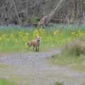 fox 1270 25apr15