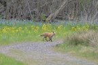fox 1272 25apr15