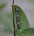 monarch caterpillar 26aug15