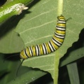 monarch_caterpillar_27aug11.jpg
