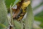 monarch caterpillar 26aug15b