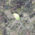 rose-ringed parakeet 27oct17