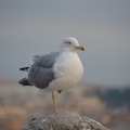 seagull castel sant angelo 27oct17a