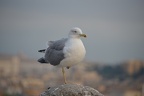 seagull castel sant angelo 27oct17a