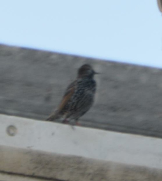 unknown_bird_st.pauls_outside_the_walls_26oct17.jpg