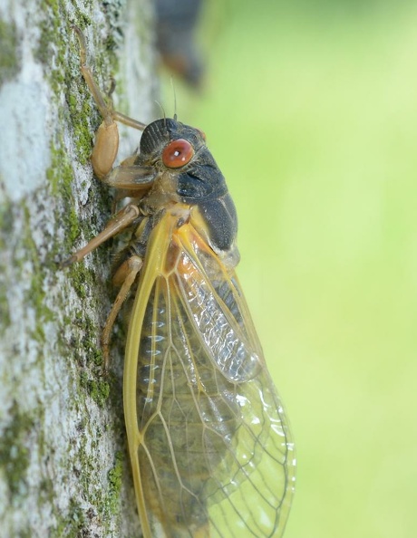 cicada magicicada brood x fairfax 5451 19may21