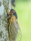 cicada magicicada brood x fairfax 5451 19may21