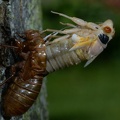 cicada magicicada brood x fairfax 5465 19may21