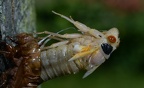 cicada magicicada brood x fairfax 5469 19may21