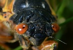 cicada magicicada brood x fairfax 5515 19may21