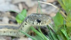 eastern garter snake thamnophis sirtalis sirtalis bull run 4493 7apr21