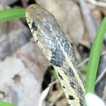 eastern garter snake thamnophis sirtalis sirtalis bull run 4507 7apr21