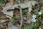 eastern garter snake thamnophis sirtalis sirtalis bull run 4510 7apr21