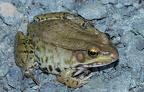 green frog lithobates clamitans bull run 4581 7apr21