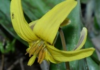 yellow trout lily erythronium americanum 4413 balls bluff 6apr21