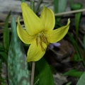 yellow trout lily erythronium americanum 4411 balls bluff 6apr21