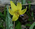 yellow trout lily erythronium americanum 4411 balls bluff 6apr21