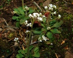 early saxifrage micranthes virginiensis 4431 6apr21zac