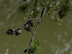 mountain pine pinus pungens great falls 4304 5apr21