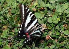 zebra swallowtail protographium marcellus shenandoah park 6026 20jun21zac