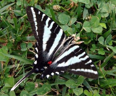 zebra swallowtail protographium marcellus shenandoah park 6027 20jun21zac