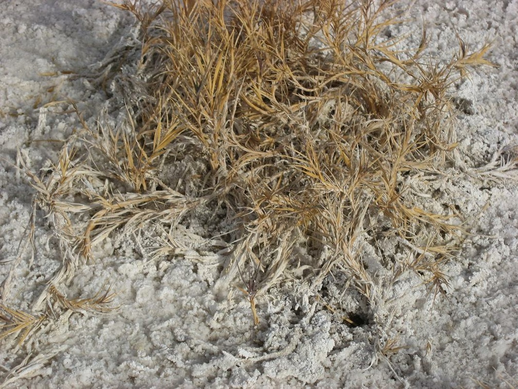 desert salt grass distichlis spicata bad water basin death valley 5834 30dec11