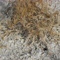 desert salt grass distichlis spicata bad water basin death valley 5834 30dec11
