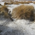 desert salt grass distichlis spicata death valley 5819 30dec11